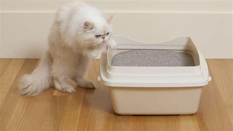 Blood In Cat's Urine: What It Means And How To Treat It - CatTime