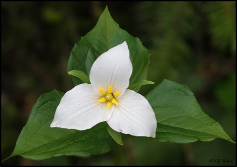 Trillium Page