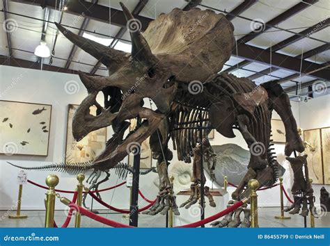 A Triceratops Skeleton at GeoDecor Fossils & Minerals Editorial Stock Image - Image of geology ...