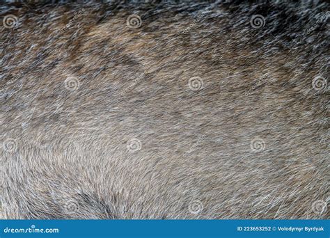 Closeup Real Wolf Skin Texture. Animal Fur Background Texture Image ...