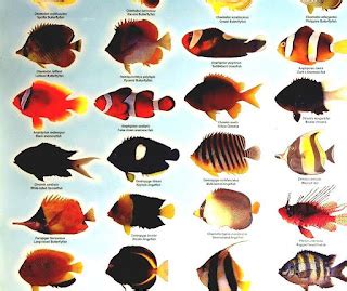 List Of Freshwater Aquarium Fish Species - Types Of Tropical Fish