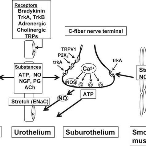 3 Structure of TRP channels (adapted from Clapham et al., 2001 ...