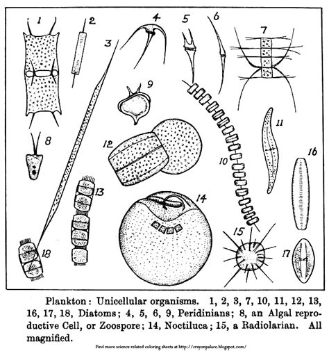 Crayon Palace: Color Plankton, Unicellular Organisms