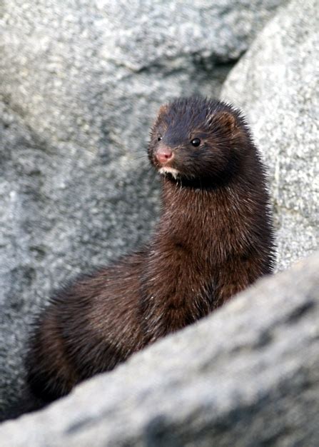 Introducing the American mink. Invasive species week | Durham