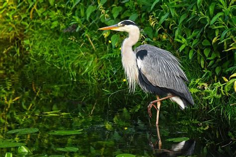 Wading Through Wetlands With The Grey Heron