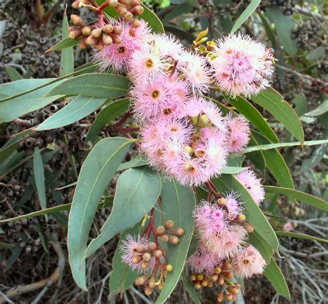 Eucalyptus landsdowneana – Crimson Mallee Box | Gardening With Angus