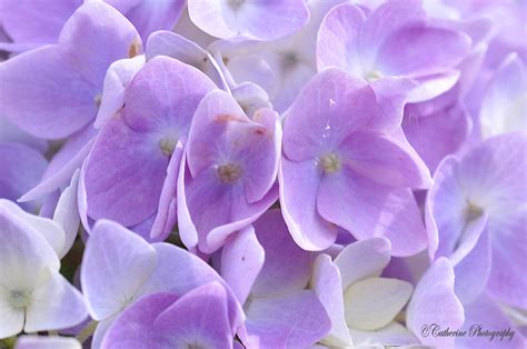 Wallpaper : flowers, macro, nature, photography, petals, Nikon, violet 2144x1424 - - 972624 - HD ...