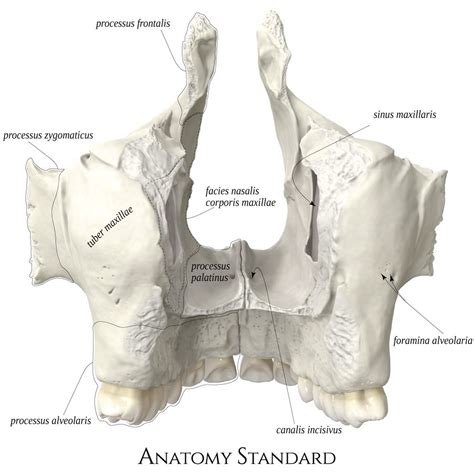 Maxillae. Posterior view | Human body anatomy, Human anatomy and physiology, Body anatomy