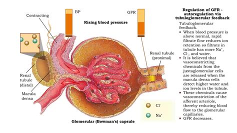 Regulation of GFR: autoregulation via myogenic mechanism Myogenic ...