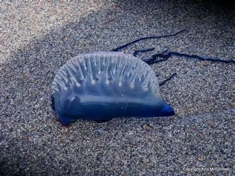 Portuguese Man-of-War Jellyfish Visit Miami Beach | Blog The Beach