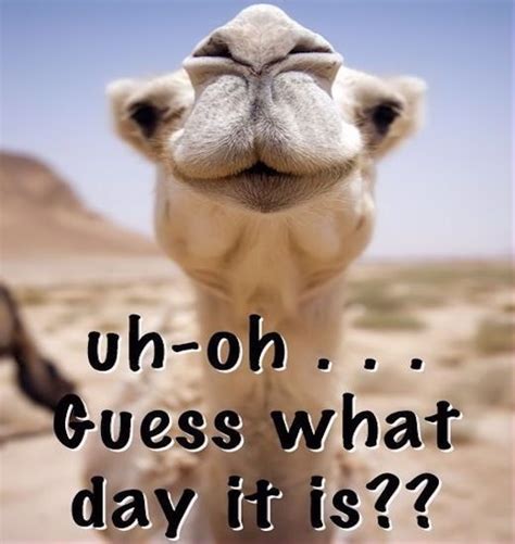 Uh Oh Guess What Day It Is quotes quote wednesday hump day hump day camel wednesday quot… | Hump ...