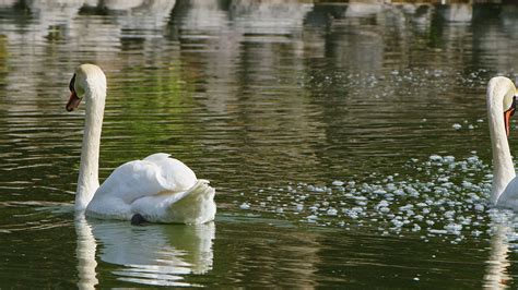 White Swan in Lake Water 7485394 Stock Video at Vecteezy