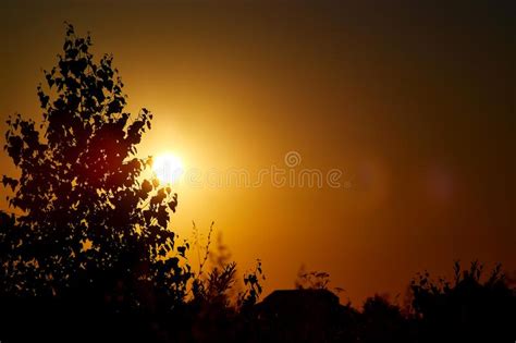 Black Silhouette of a Foliage of Birch Tree Growing on the Summer Sunset. Stock Photo - Image of ...