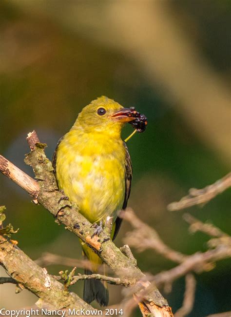 Photographing the Male Scarlet Tanager -My Nemesis Bird | Welcome to NancyBirdPhotography.com