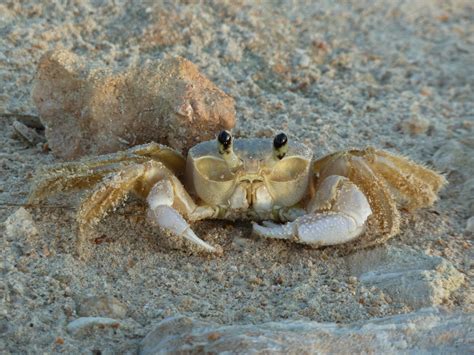 รูปภาพ : ชายหาด, มหาสมุทร, สัตว์ป่า, ร้อน, อาหารทะเล, สัตว์ไม่มีกระดูก ...