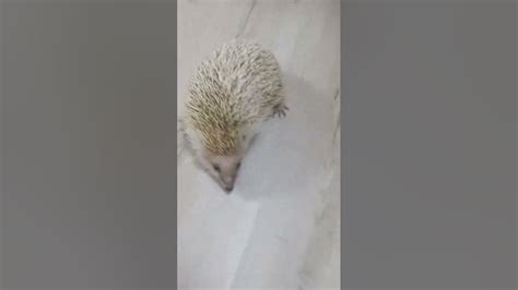 'Hedgehog checks weight, please subscribe. - YouTube