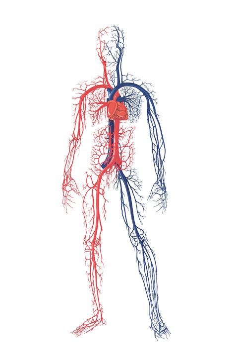 Risata Bibbia Faial human body system in sinhala professoressa maldestro radioattività