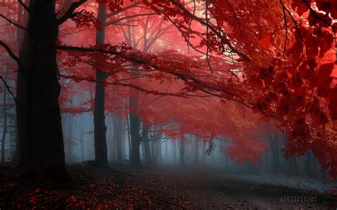 earth, , Forest, Red, Tree, Amazing Wallpapers HD / Desktop and Mobile Backgrounds