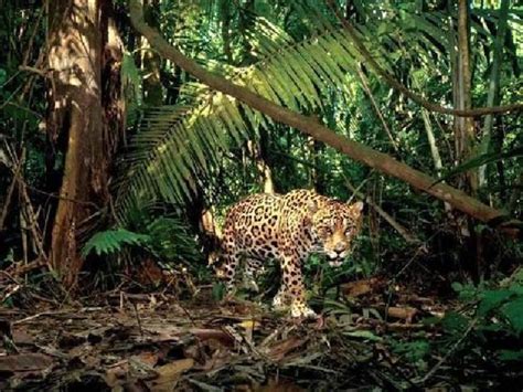 Yasuni National Park — Balanced Report