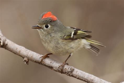 Win a free spot in the Cornell Lab's Bird Song Identification course ...