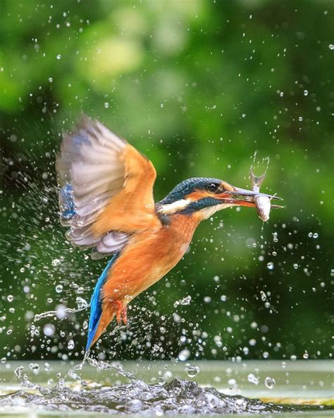 Stunning Capture of Kingfisher Catching a Fish - Behind The Shot | Bird photography, Kingfisher ...