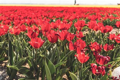 Netherlands Tulip Fields 2024 : How to Visit for Free + Insider Tips!