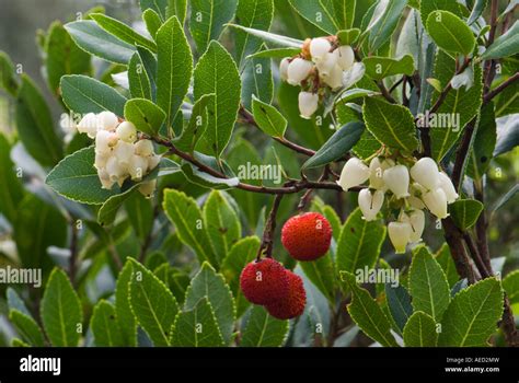 Strawberry Tree (Arbutus unedo) flower and fruit, Spain Stock Photo - Alamy