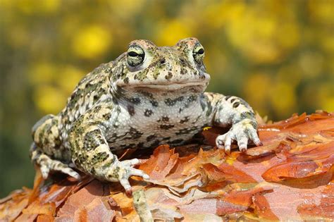 Natterjack toad - Alchetron, The Free Social Encyclopedia