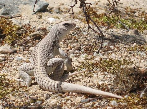 Desert Iguana – Facts, Size, Habitat, Pictures