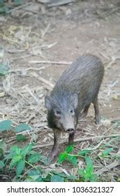 Critically Endangered Pygmy Hog Pygmy Hog Stock Photo 1036321336 ...