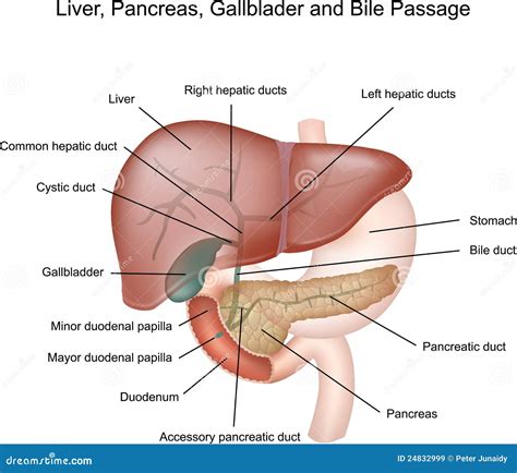 Liver, Pancreas, Gallbladder, Duodenum And Bile Pa Royalty Free Stock Images - Image: 24832999