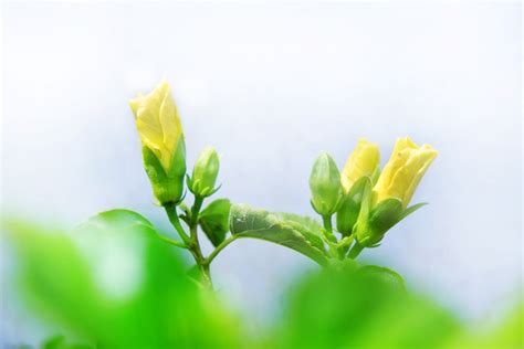 Yellow Hibiscus Buds 2 Free Stock Photo - Public Domain Pictures