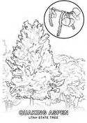 Utah State Bird coloring page | Free Printable Coloring Pages