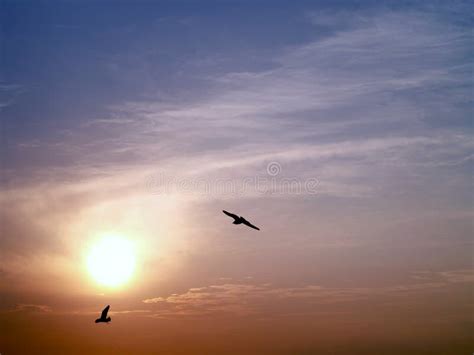 890 Two Birds Flying Sunset Stock Photos - Free & Royalty-Free Stock ...