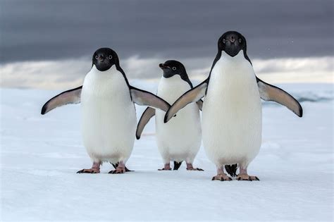 Antarctica Could Lose Most of Its Penguins to Climate Change