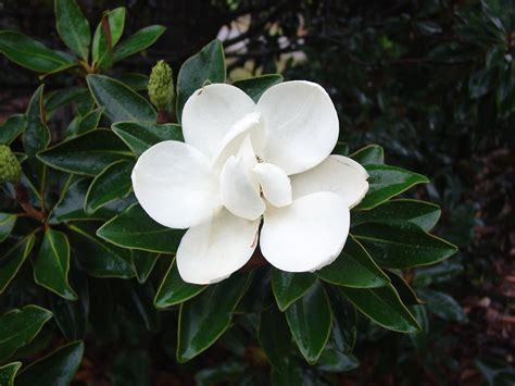 Magnolia-LittleGem | Magnolia grandiflora, Magnolia little gem, Trees to plant