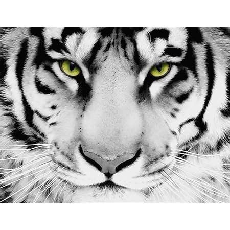 Amazon.com: White Tiger Canvas Wall Art, Canvas Art Work - Ready to ...