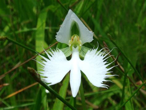 Facts about the White Egret Orchid | Orchids Plus