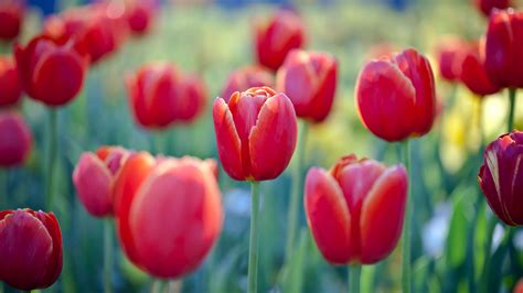 Tulip flowers Wallpaper 4K, Red Tulips, Flower garden