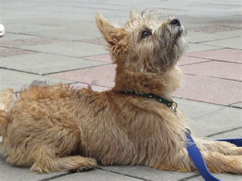 Amber - Cairn Terrier Puppy - 4 Week Residential Dog Training at ...