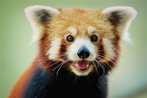 Happy Red Panda Photograph by Aaronchengtp Photography - Pixels