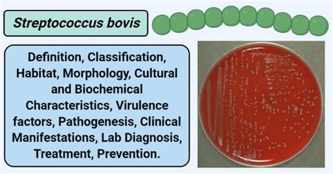 Streptococcus bovis- An Overview - Microbe Notes