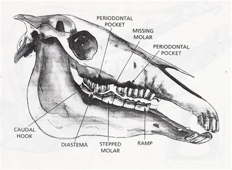 Horse Anatomy Pictures-Think Like a Horse-Rick Gore Horsemanship