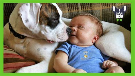 Funny Dogs And Babies Playing Together - YouTube