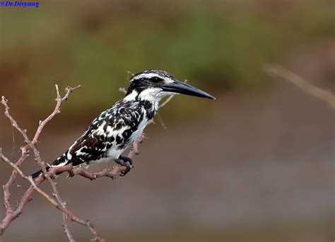 Pied kingfisher | BirdForum