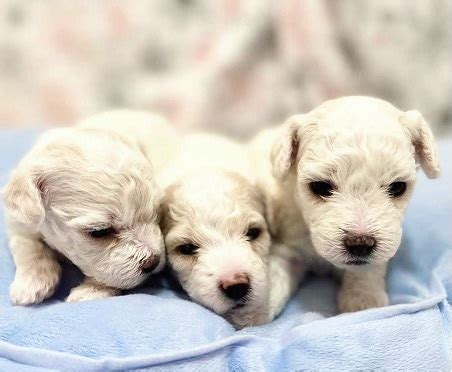 Bolognese breeders and puppies in Melbourne★ - Puppiesau.com