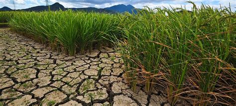 Warming trend in Asia set to cause more disruption: UN weather agency | UN News