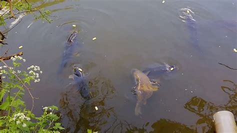 Local pond full of common carp - YouTube