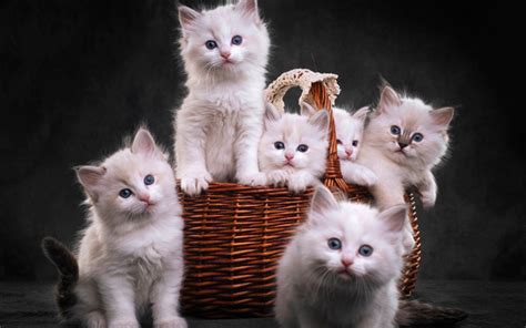 Download wallpapers ragdoll, small kittens, cat family, cute fluffy ...