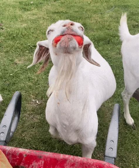 Goats Eating Tomatoes Look Hilariously Terrifying